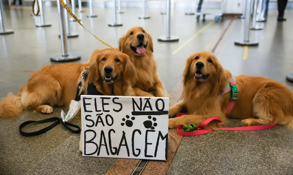 Eles cobram a regulamentação do transporte aéreo de pets