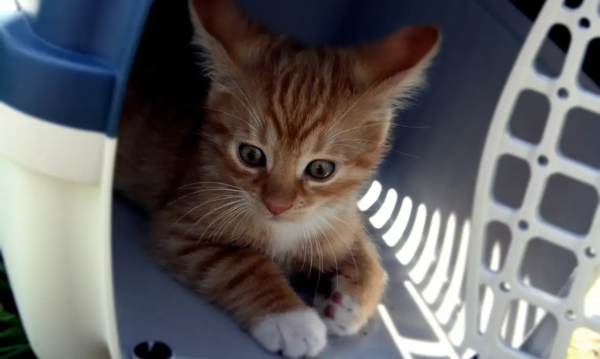 Após o caso do cachorro Joca, CFMV fez um alerta às autoridades