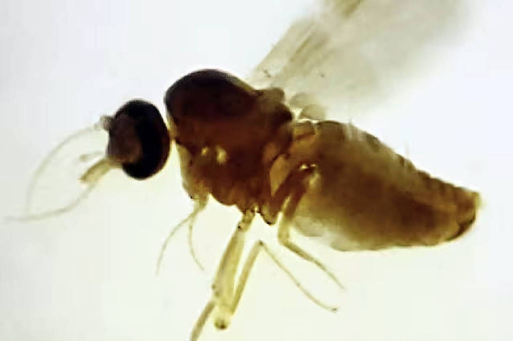 Culicoides paraenses, conhecido como maruim ou mosquito do mangue