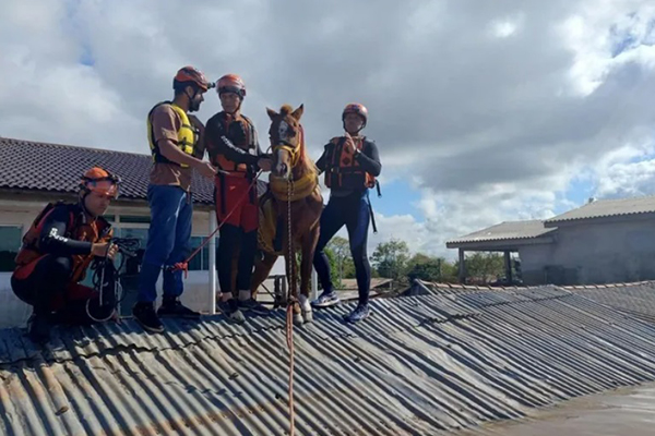 Cavalo foi resgatado na manhã desta quinta-feira (9) após passar mais de um dia ilhado no telhado de uma casa em Canoas Cavalo foi resgatado na manhã desta quinta-feira (9) após passar mais de um dia ilhado no telhado de uma casa em Canoas