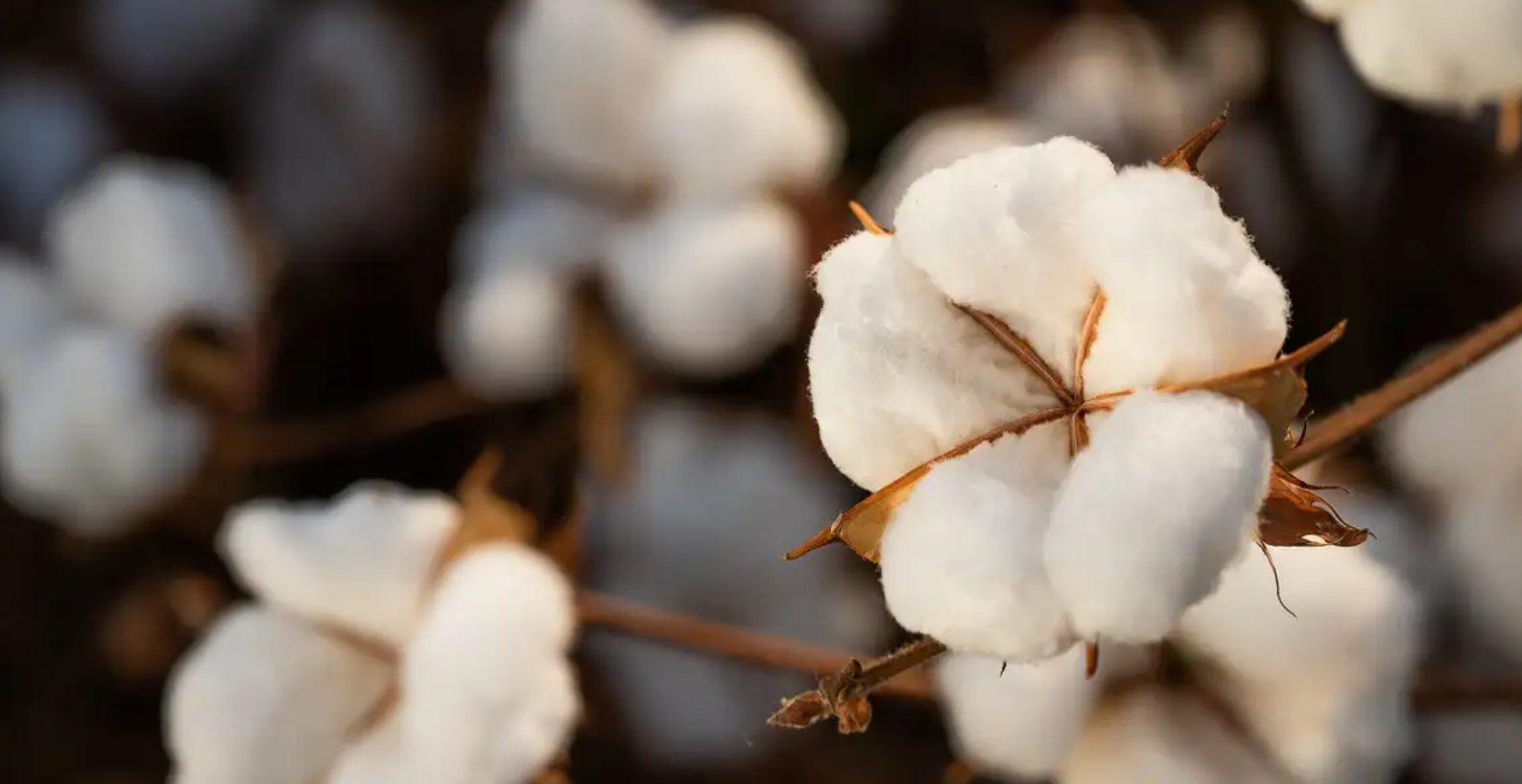 China, Vietnã, Bangladesh, Turquia e Paquistão são mercados principais