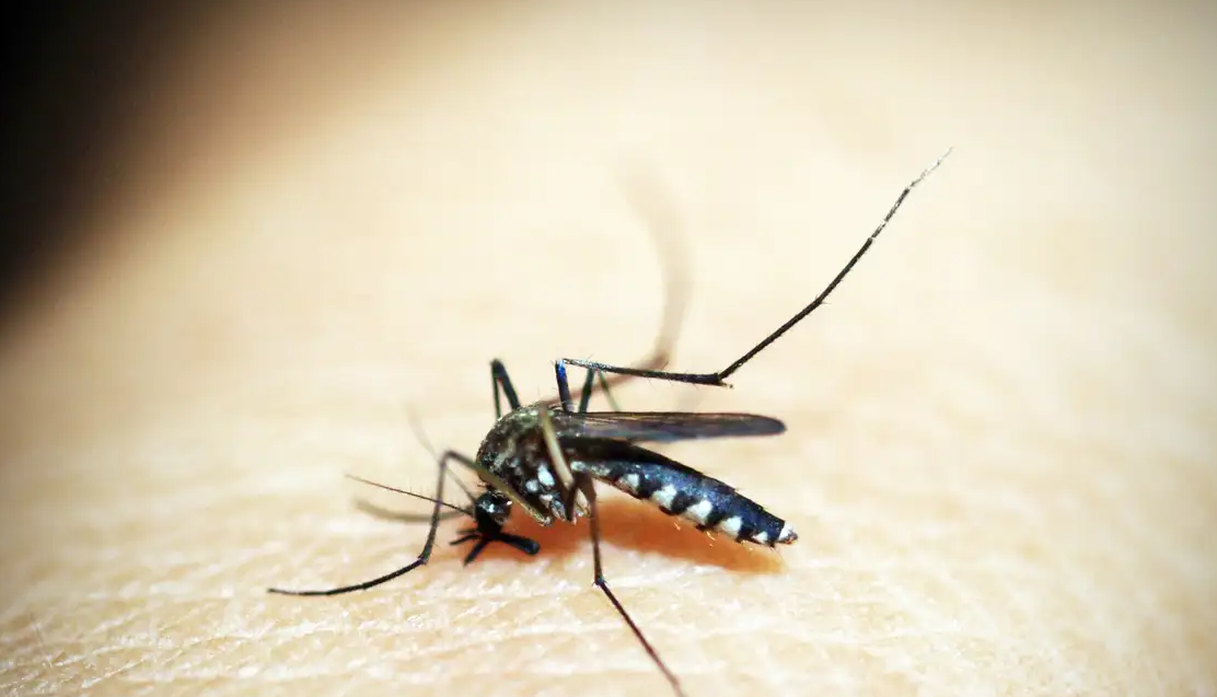 São Paulo lidera o ranking de maior número da doença