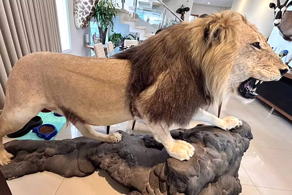 Leão empalhado era um dos sete animais com documentação regular de importação