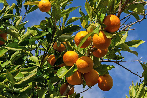 Safra diminui com falta de chuva e calor, diz IBGE Safra diminui com falta de chuva e calor, diz IBGE