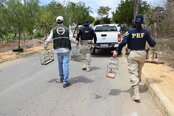 Resgate de aves silvestres durante operação em Caetité