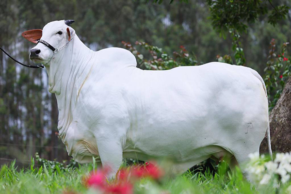 A vaca Carina FIV do Kado tem somente três anos de idade 