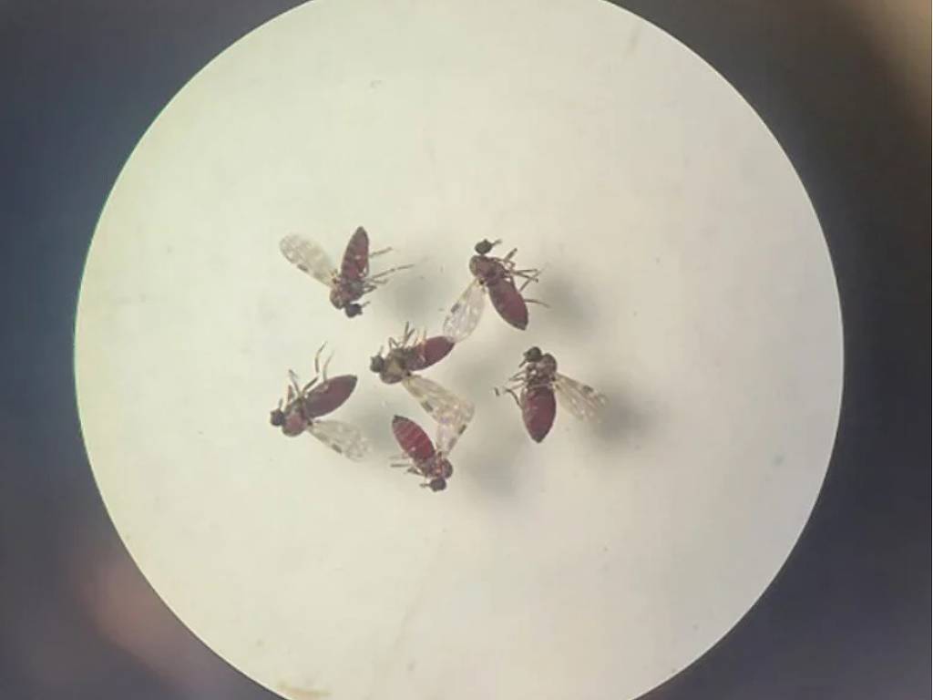 Exemplares de maruim (Culicoides paraensis), um dos vetores do vírus oropouche