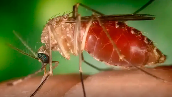  No Espírito Santo foram anotadas 95% das ocorrências