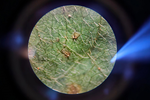 Ferrugem Asiática da Soja é causada pelo fungo Phakopsora pachyrhizi
