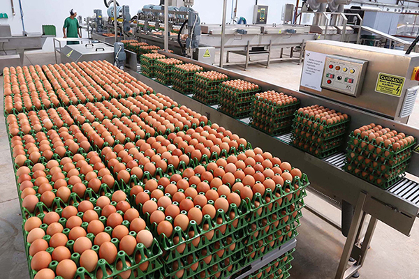 Além disso, 8.747 aves foram eliminadas na região do foco, em Montenegro (RS)