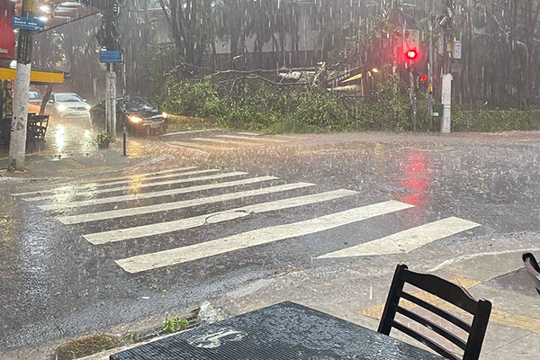 Árvore derruba banca na região central de São Paulo