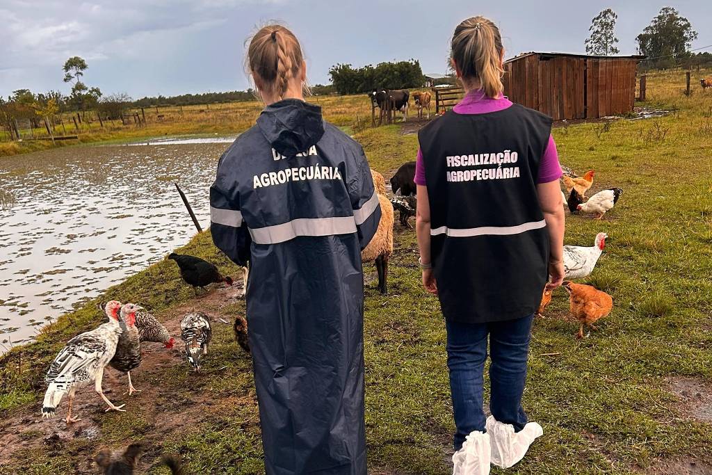 Equipes do departamento de vigilância e defesa sanitária animal da Secretaria de Agricultura do Rio Grande do Sul vistoriam propriedades rurais próximas a foco de gripe aviária, em Montenegro Equipes do departamento de vigilância e defesa sanitária animal da Secretaria de Agricultura do Rio Grande do Sul vistoriam propriedades rurais próximas a foco de gripe aviária, em Montenegro