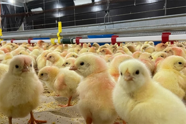 Ministério da Agricultura e Pecuária decidiu cancelar as exportações de ovos férteis e pintinhos