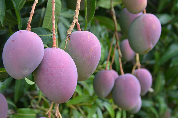 Plantação de manga Plantação de manga