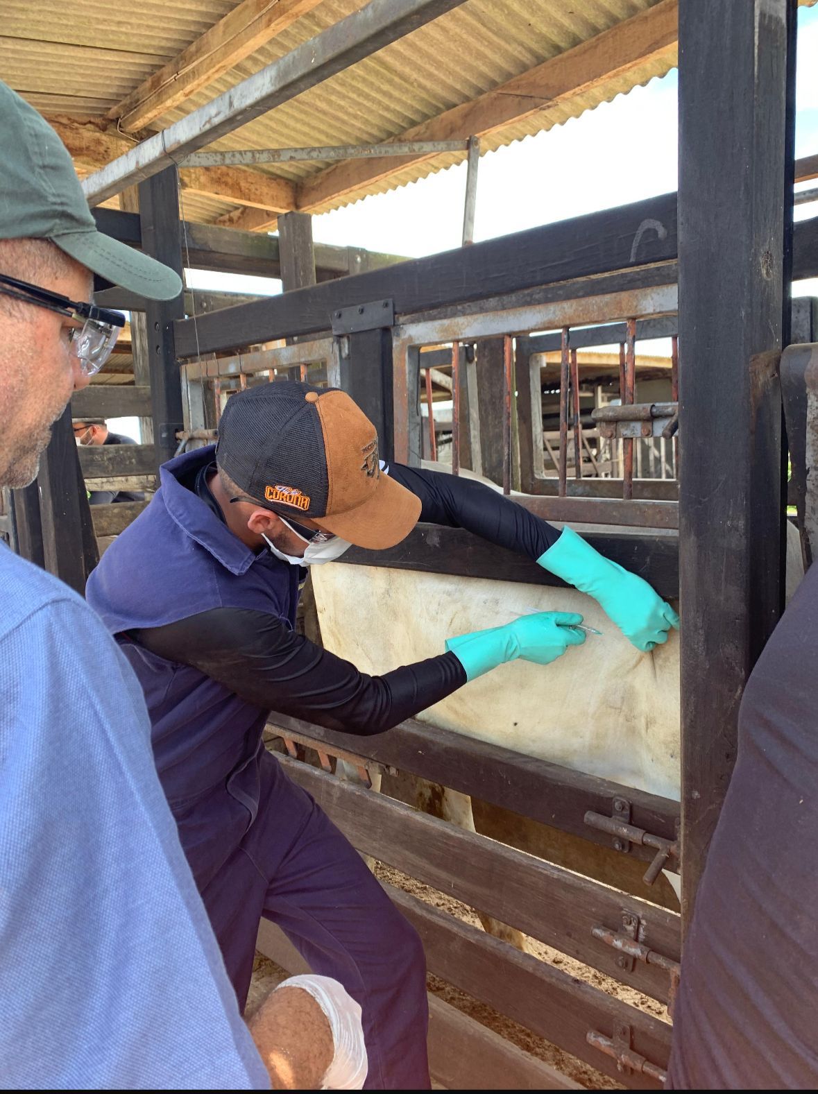 A doença é infecciosa pode passar de animais para humanos, é A doença é infecciosa pode passar de animais para humanos, é