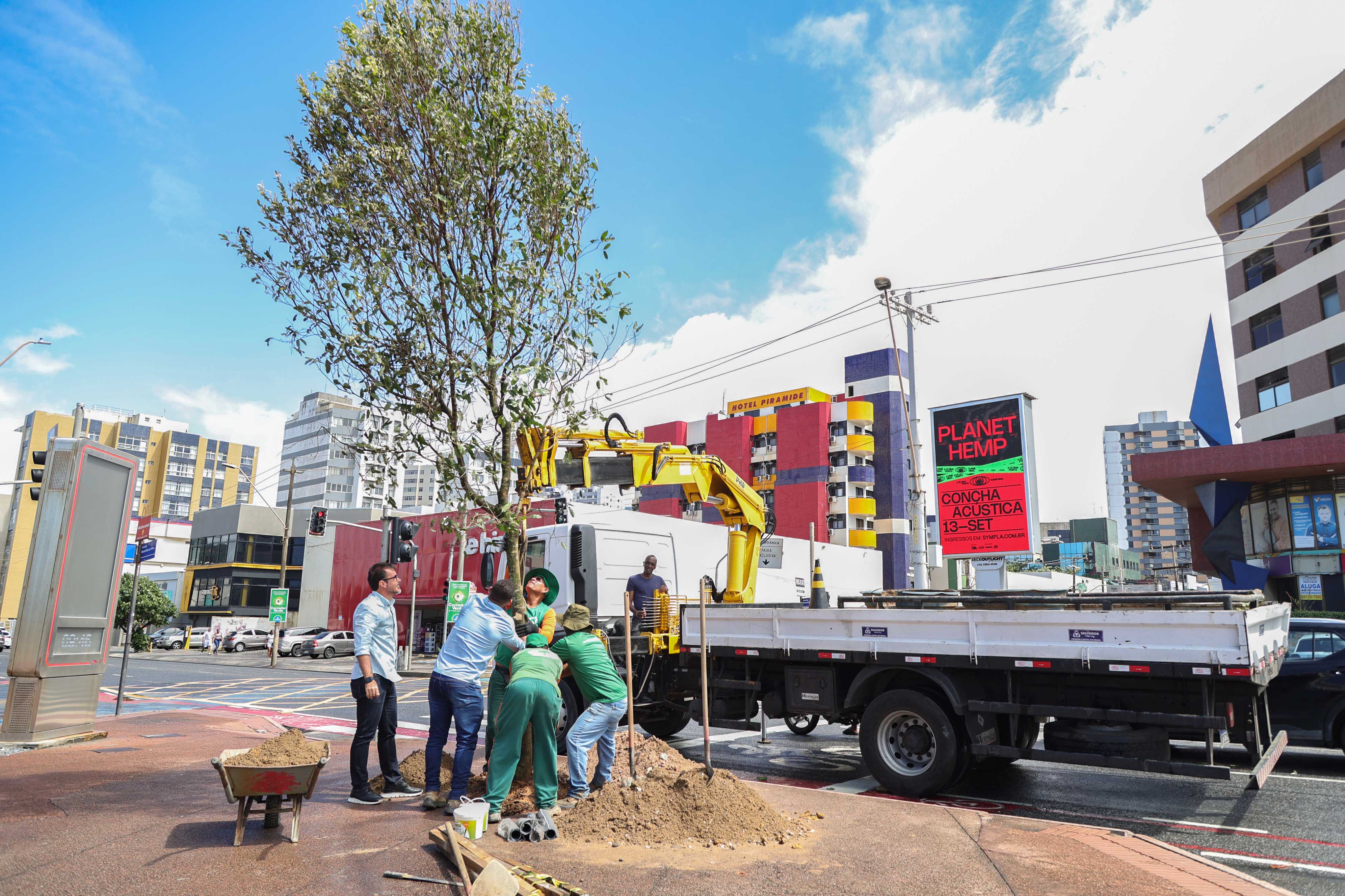 O objetivo é plantar 115 árvores numa extensão de 2,5 quilômetros, na Avenida Manoel Dias O objetivo é plantar 115 árvores numa extensão de 2,5 quilômetros, na Avenida Manoel Dias