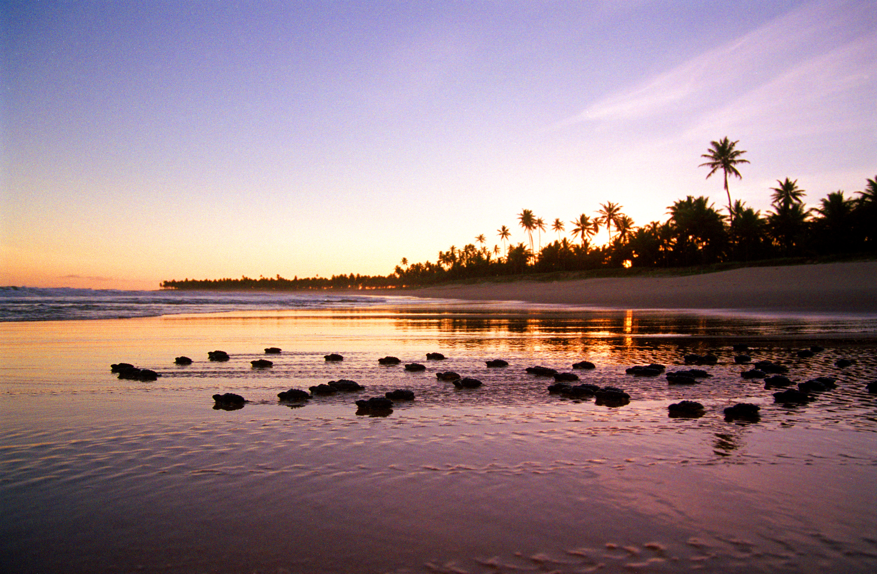 A região deve registrar cerca de 10 mil ninhos ao longo do período A região deve registrar cerca de 10 mil ninhos ao longo do período