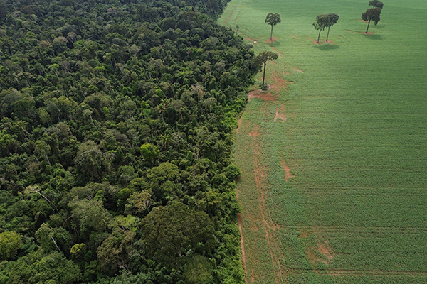 Encontro da Floresta Amazônica com lavouras de milho e soja